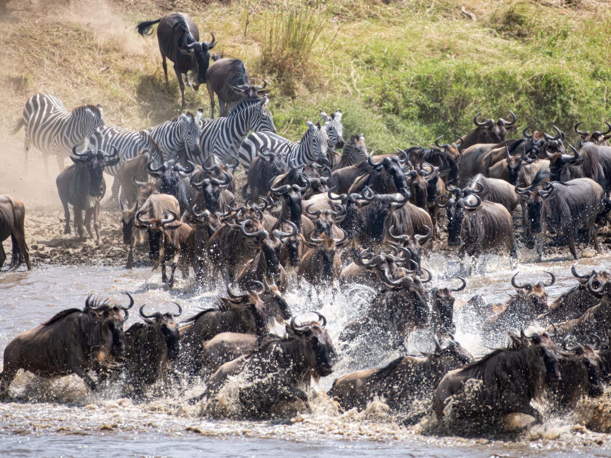 Gnuherde rennt durch einen Fluss in der Serengeti, dahinter Steppenzebras und weitere Gnus an einem staubigen Uferhang