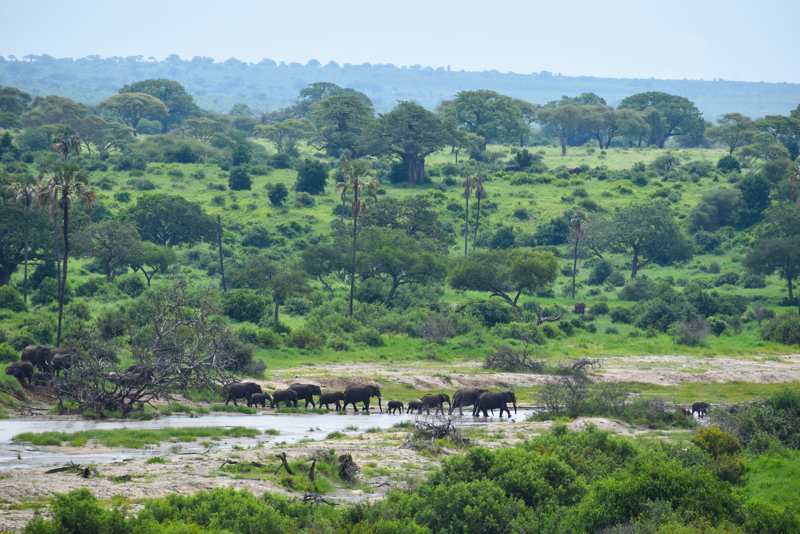 Manada de elefantes con crías caminando por un cauce arenoso en el Parque Nacional de Tarangire, sabana con baobabs detrás