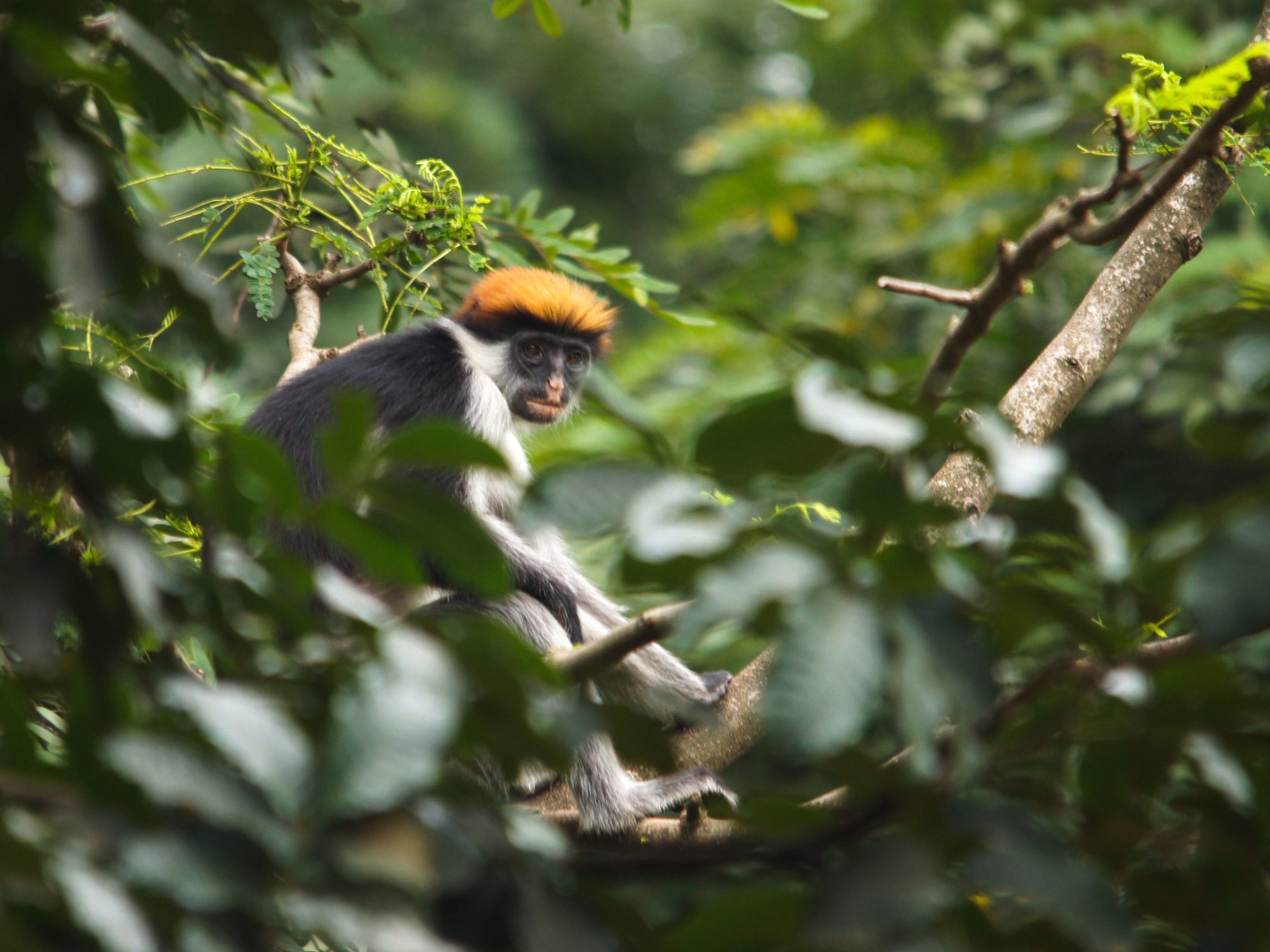 Colobus monkey with a rust-red cap on a branch in the forest of Udzungwa Mountains National Park