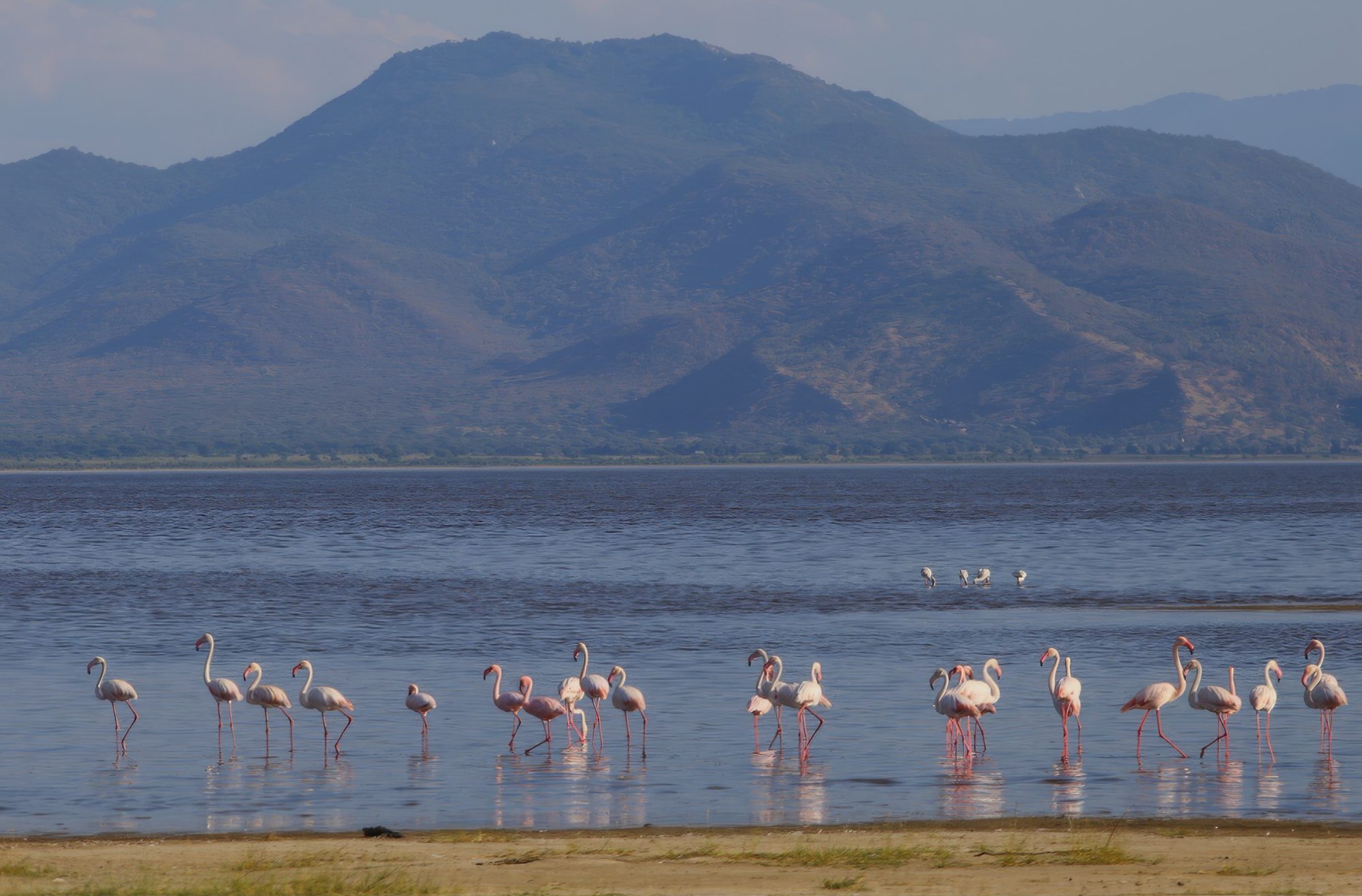 Grupo de flamencos rosados y blancos caminando en fila por aguas poco profundas en el lago Manyara