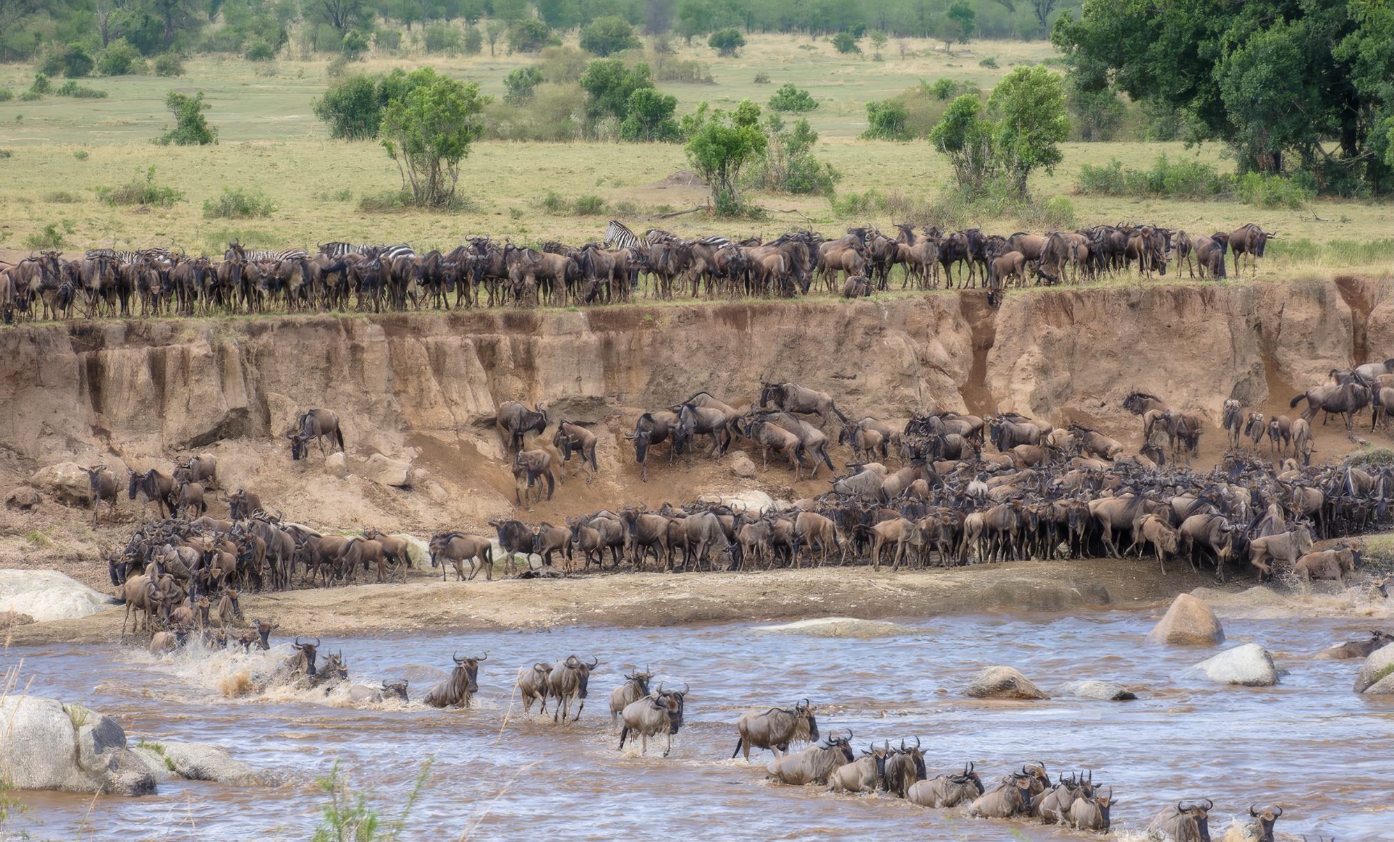 Manada de ñus con algunas cebras en una orilla escarpada, varios cruzan un río marrón en el norte del Serengeti