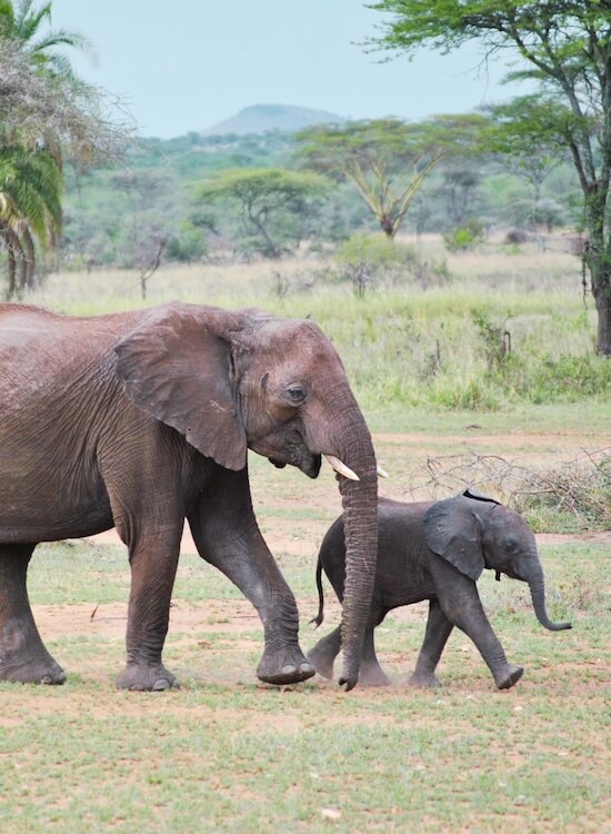 Elefant mit Baby auf Familien-Safari Tansania in freier Wildbahn
