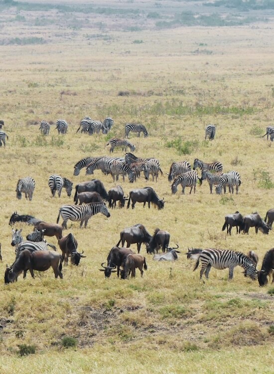 Gnus und Zebras während der Great Migration auf nachhaltiger Safari Tansania