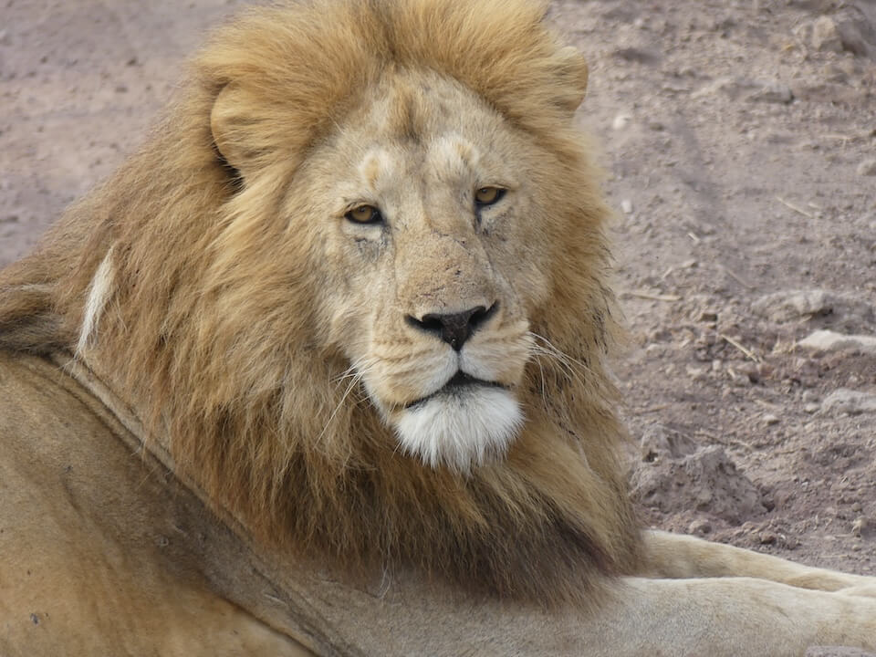 Löwe in der Wildnis – jetzt Tansania Safari buchen und Individualreise planen