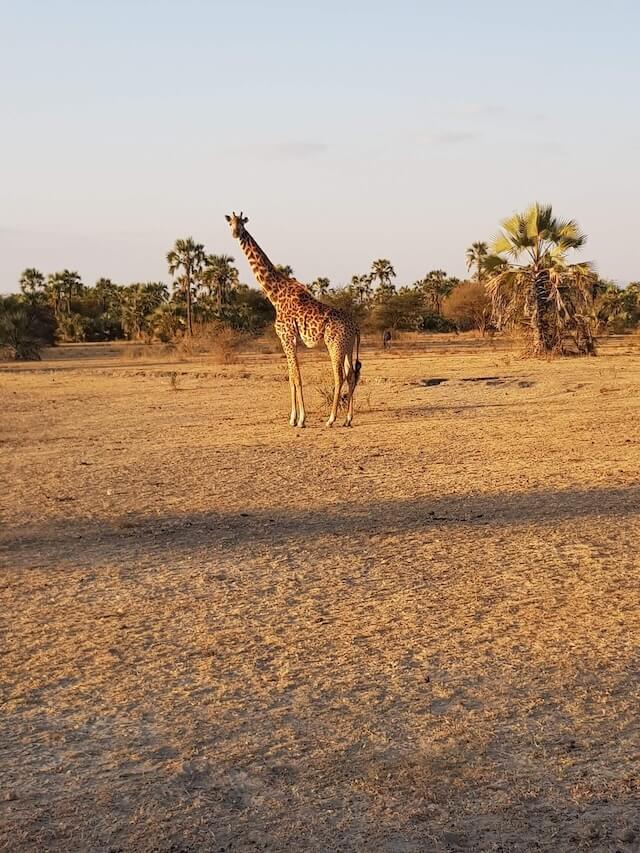 Giraffe im Sonnenuntergang auf Tansania Safari