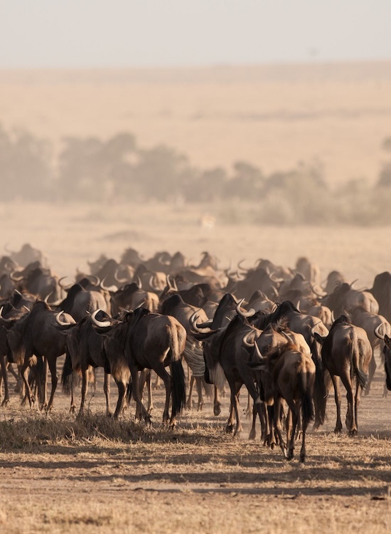 Große Gnuherde während der Great Migration – Naturwunder in Tansania