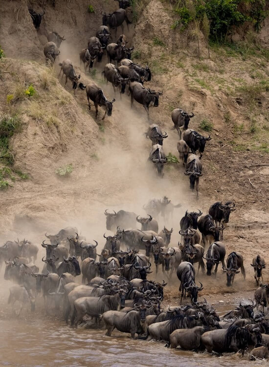 Gnus bei der Wasserüberquerung während der Great Migration – Safari-Abenteuer in Afrika
