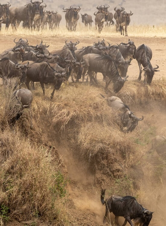 Gnus bei der Wasserüberquerung während der Great Migration – Safari-Abenteuer in Afrika
