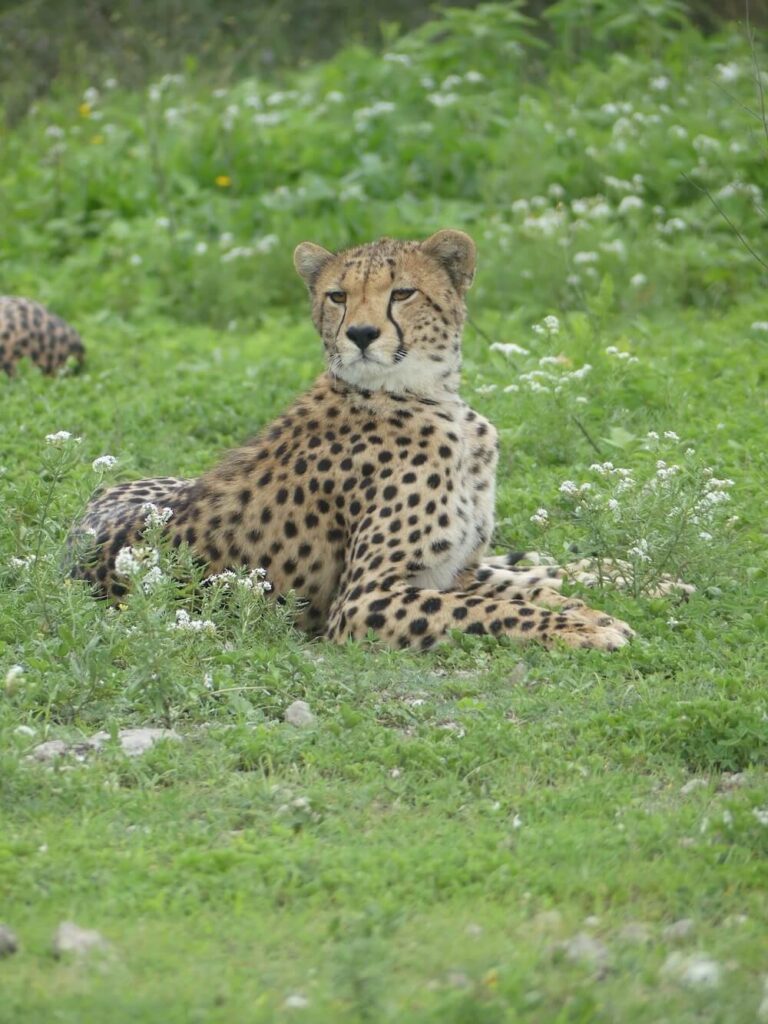 Gepard in der Serengeti – Symbol für Vertrauen und außergewöhnliche Safari-Erlebnisse mit Wildfinder